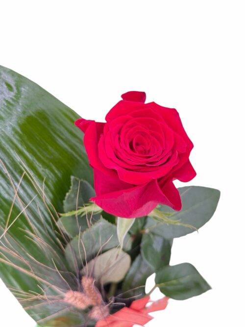 Rosa Terrassa - Imagen 3